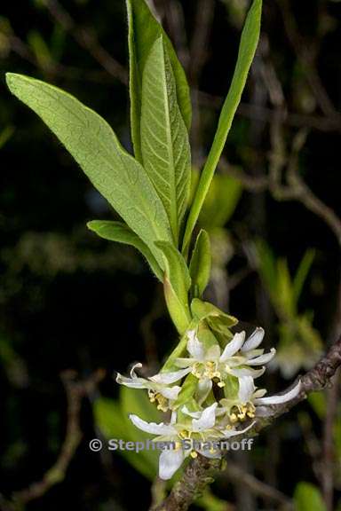 oemlaria cerasiformis 2 graphic